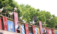 Puy du Fou - Le bal des oiseaux fantomes (099)