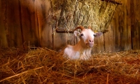 Puy du Fou - Les animaux (02)