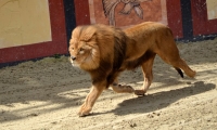 Puy du Fou - l arene (54)