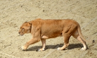 Puy du Fou - l arene (55)