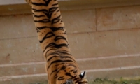 Puy du Fou - l arene (58)