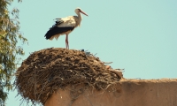 Cigogne au maroc