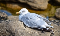 mouette