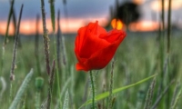 Coquelicot dans un champ de ble (1)