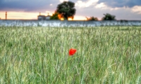 Coquelicot dans un champ de ble (2)