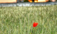 Coquelicot dans un champ de ble (3)