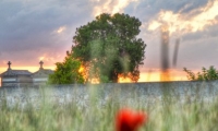 Coquelicot dans un champ de ble (4)