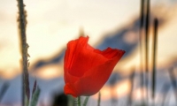 Coquelicot dans un champ de ble (5)