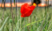 Coquelicot dans un champ de ble (6)