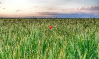 Coquelicot dans un champ de ble (7)