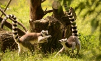 ZooParc de Beauval