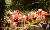 ZooParc de Beauval - Flaments Roses