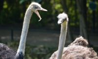 ZooParc de Beauval - Autruches