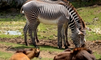 ZooParc de Beauval - Zebre