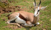 ZooParc de Beauval