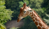 ZooParc de Beauval - Girafe