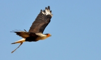 ZooParc de Beauval - Oiseaux