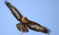 ZooParc de Beauval - Oiseaux