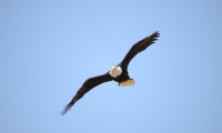 ZooParc de Beauval - Oiseaux