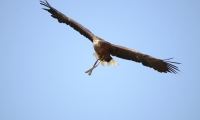 ZooParc de Beauval - Oiseaux