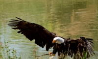 ZooParc de Beauval - Oiseaux