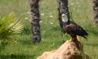 ZooParc de Beauval - Oiseaux