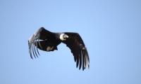 ZooParc de Beauval - Oiseaux