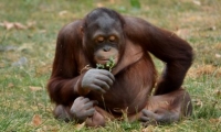 ZooParc de Beauval - Orang outan