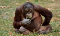 ZooParc de Beauval - Orang outan