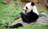 ZooParc de Beauval - Panda