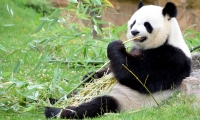 ZooParc de Beauval - Panda