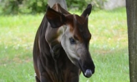 ZooParc de Beauval - Okapi