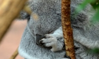 ZooParc de Beauval - Koala
