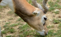 ZooParc de Beauval