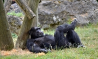 ZooParc de Beauval - Gorille