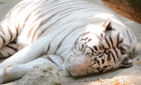 ZooParc de Beauval - Tigre blanc