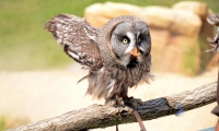 ZooParc de Beauval - Oiseaux