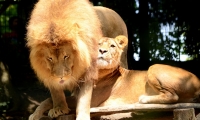ZooParc de Beauval - Lion